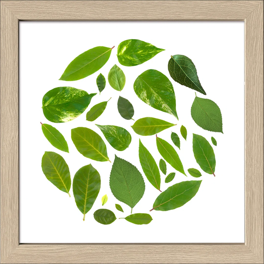 Leaves In Circle Framed Graphic Art Print Poster