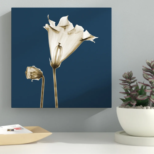 Blue Luster Gloxinia - Wrapped Canvas Graphic Art Print