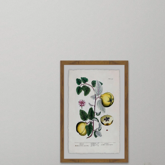 Herbal Fruit Cydonea - Picture Frame Graphic Art Print on Paper