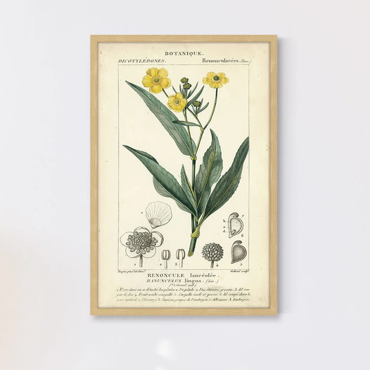 Botanique Study in Yellow III - Picture Frame Graphic Art Print on Paper