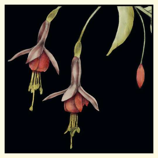 Graphic Fuchsia III by Jennifer Goldberger - Wrapped Canvas Graphic Art