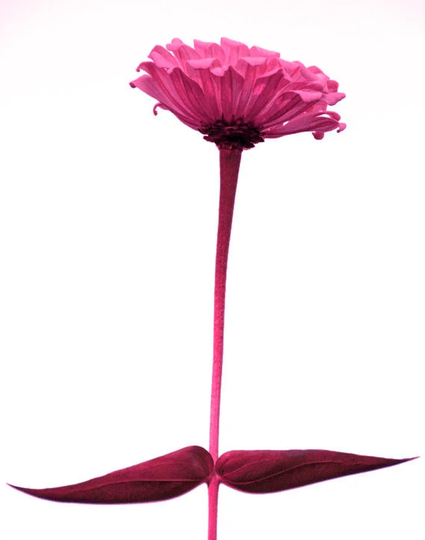 Zinnia Photo Titled Zing Limited Editions in Various Sizes