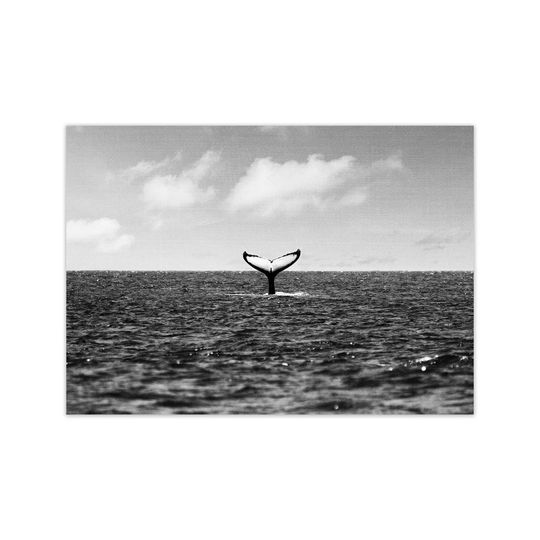 Whale Tail Animals Art Print By Gal Design Graphic Art on Canvas