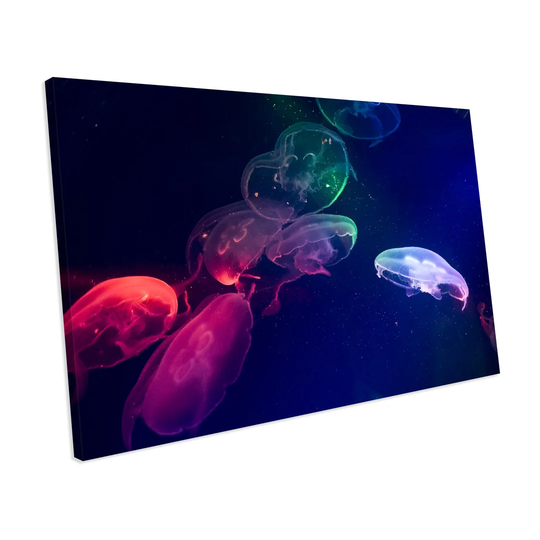 'Colourful Jelly Fish' Graphic Art on Canvas
