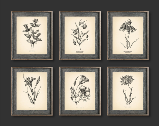 8x10'' Vintage Botanical Prints Set Of 6 Poster Wildflower Print Flower Art Neutral Decor