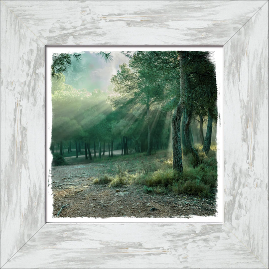 'Forest Harmony V' Framed Graphic Art Print