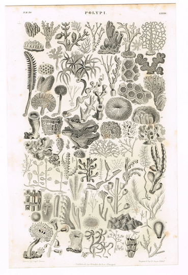 Original Antique Print 1864 Zoology Natural History Sea Life Creatures Polypi 6.25x9.5