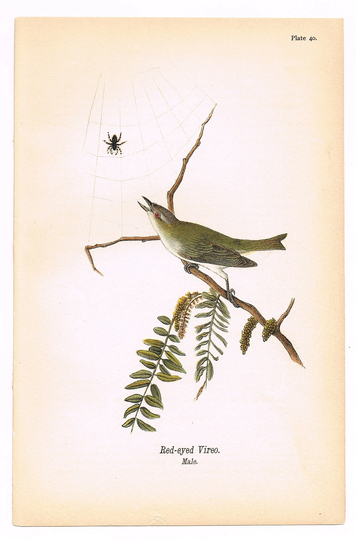 Original Antique Print 1890 Birds Of Pennsylvania Chromolithograph 9.5x6