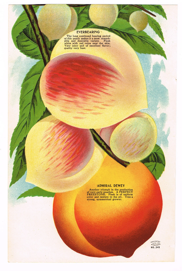 Original Antique Chromolithograph Print Plate 1906 Botanical Nursery Sample Fruit Double Sided Everbearing Admiral Dewey Peach