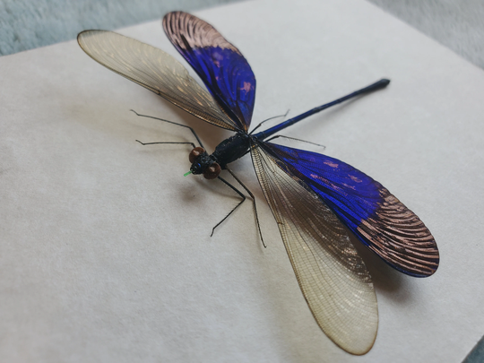 Electric Blue Stream Glory Neurobasis Kaupi Odonata Damselfly Dragonfly Entomology Shadowbox Framed