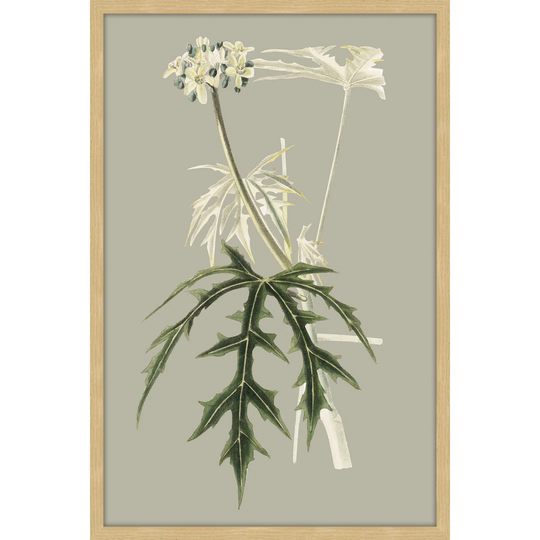 Botanical Cabinet V - Picture Frame Graphic Art Print on Paper