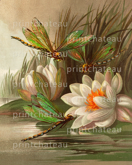 Dragonfly Water Lily New Giclee Art Print Life in Pond Flowers Iridescent Wings Bugs From Vintage Great For Framing Printchateau
