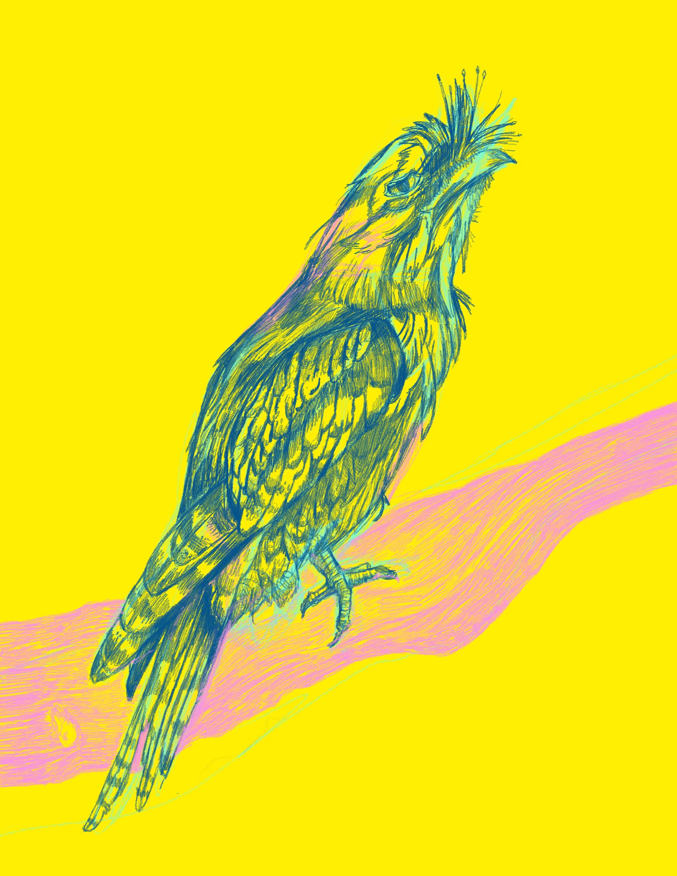 Colour Blast Frogmouth