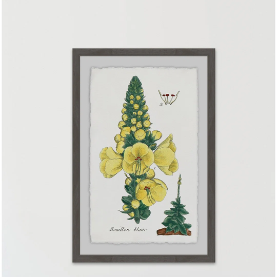 Yellow Monkshood - Picture Frame Graphic Art Print on Paper