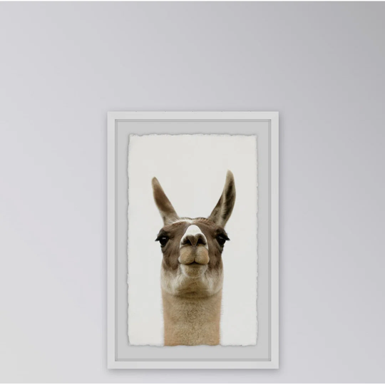 Llama Face - Picture Frame Graphic Art Print on Paper
