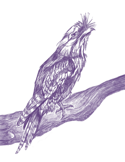 Purple Frogmouth