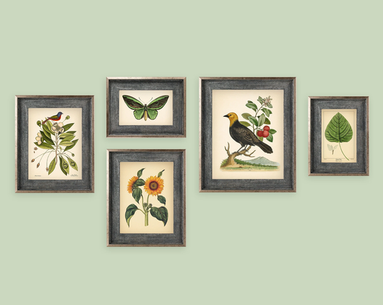 5 Vintage Botanical Prints Set Poster Flower Butterfly Sunflower Flamingo Fern Leaf Rose Bird Nature Of A