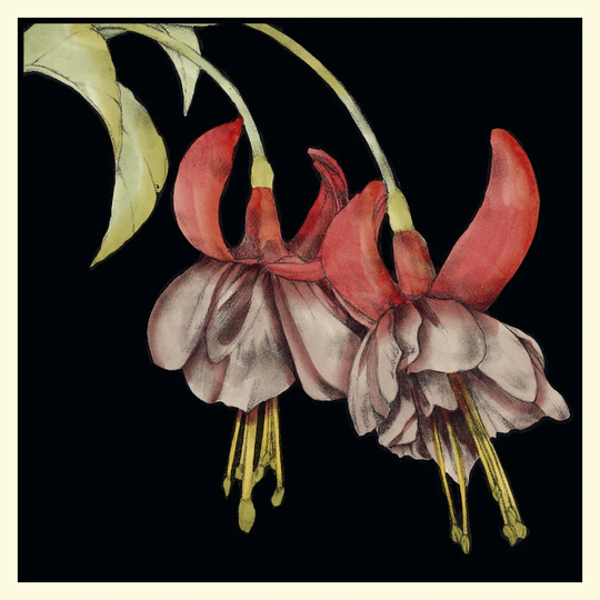 Graphic Fuchsia II by Jennifer Goldberger - Wrapped Canvas Graphic Art
