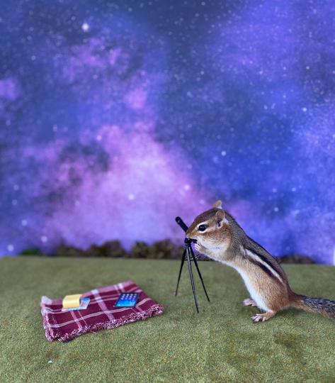 Chipmunk Stargazing Notecard 1