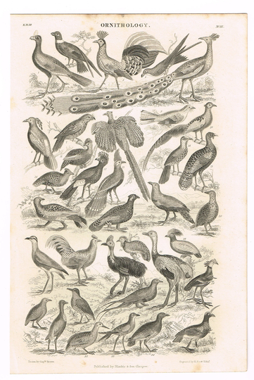 Original Antique Print 1864 Zoology Natural History Animals Birds Ornithology 6.25x9.5