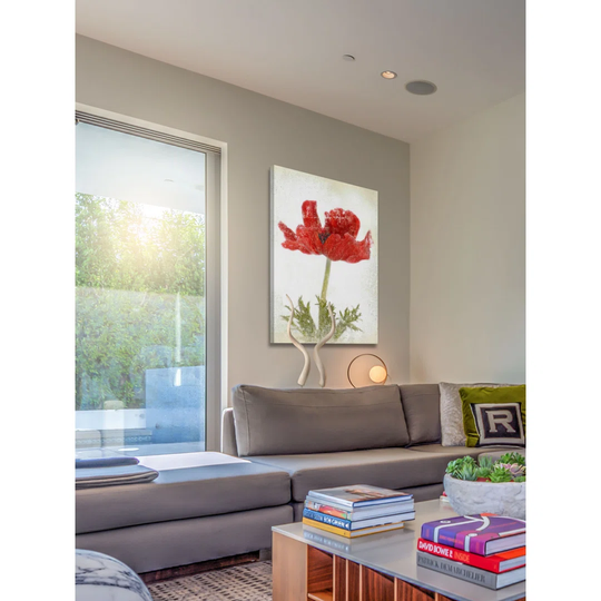 Anemone Red by Sia Aryai - Wrapped Canvas Graphic Art Print