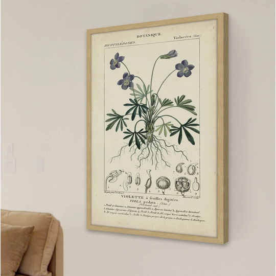 Botanique Study in Lavender IV - Picture Frame Graphic Art Print on Paper