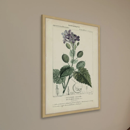 Botanique Study in Lavender III - Picture Frame Graphic Art Print on Paper