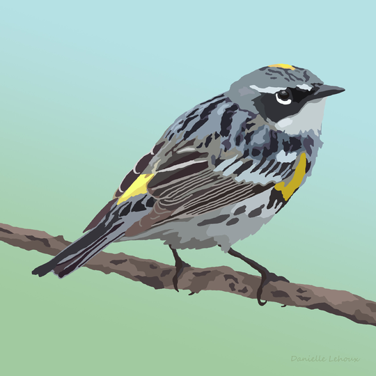 Yellow-Rumped Warbler - Bird Art Graphic Print