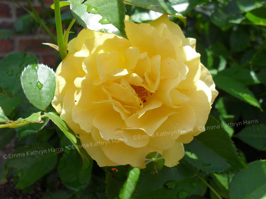 Deep Vibrant Yellow Julia Child Rose Flower Photo Wall Art Photography, Matted Print To Order