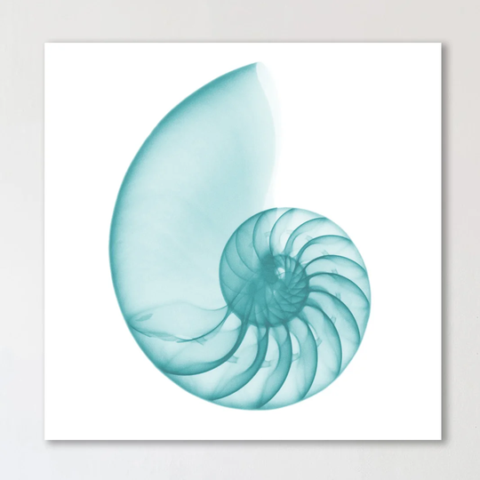 Turquoise Sea Shell - Wrapped Canvas Graphic Art Print