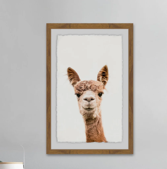 Llama Face II - Picture Frame Graphic Art Print on Paper