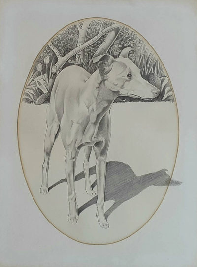 Greyhound Original Graphite Drawing, Dog Illustration
