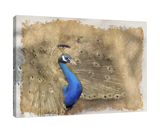 Antique Peacock 2 by Kimberly Allen - Wrapped Canvas Graphic Art Print