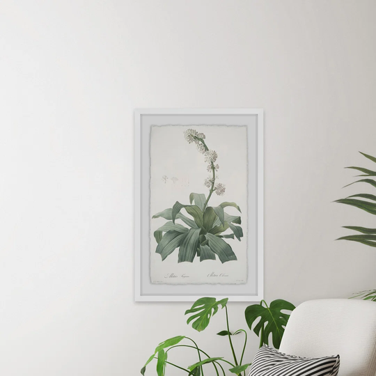 Aletris Fragrans - Picture Frame Graphic Art Print on Paper