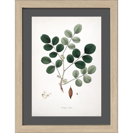 Indian Rosewood Framed Graphic Art Print Poster