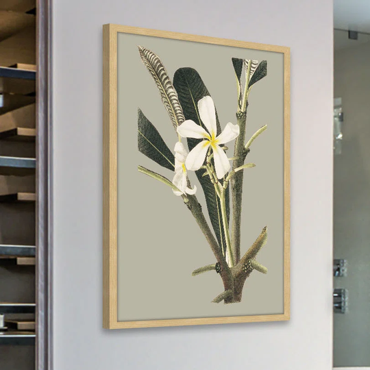 Botanical Cabinet IV - Picture Frame Graphic Art Print on Paper