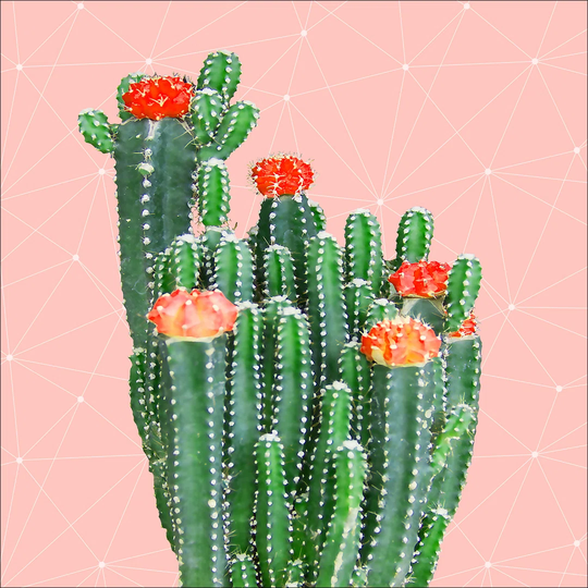 Cacti II Graphic Art Print on Wood
