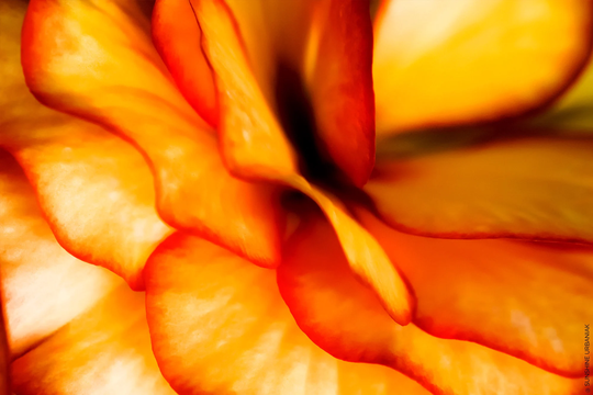 Dahlia 01 2021 | Macro Flower Photography, Botanical, Art Print
