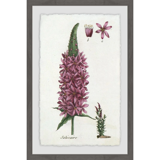 Lupins in Mauve - Picture Frame Graphic Art Print on Paper