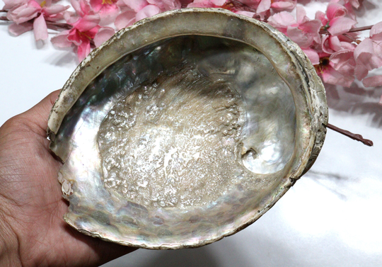Abalone Shell, Smudge Bowl, Smudging Seashell, Beautiful Seashell Bowl 182.00 Gram 5.9x5 Inch