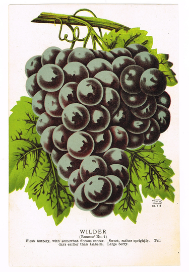 Original Antique Chromolithograph Print Plate 1906 Botanical Nursery Sample Fruit Double Sided Wilder Grape