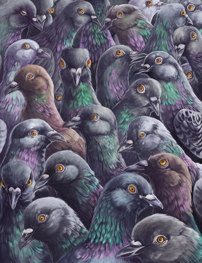 Pigeon Paloozaa