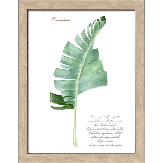 'Green Plant Leaf II' Framed Graphic Art Print