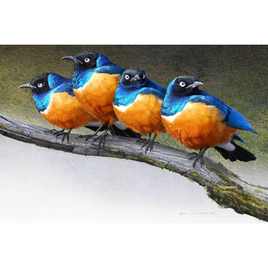 Grumpy Starlings by Chris Vest - Wrapped Canvas Graphic Art Print