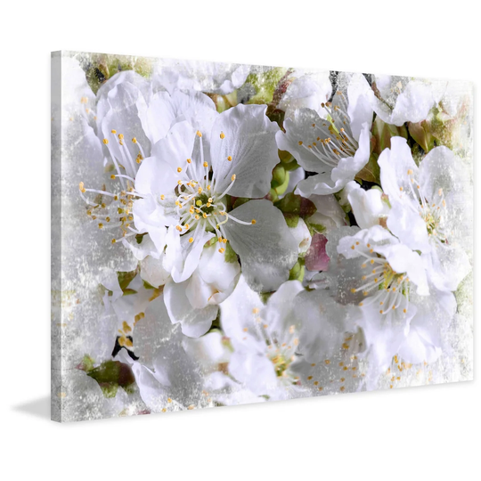 Apricot Blossoms by Sia Aryai - Wrapped Canvas Graphic Art Print