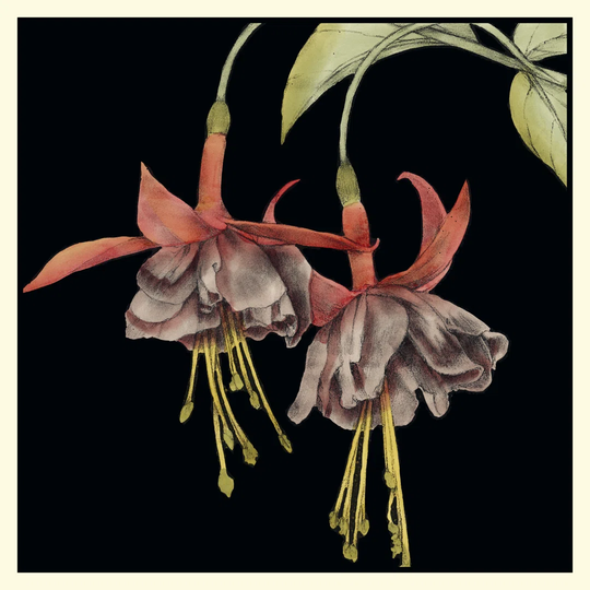 Graphic Fuchsia I by Jennifer Goldberger - Wrapped Canvas Graphic Art
