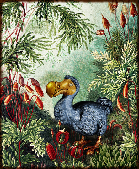 Blue Dodo, Photo Print, 25cm X 20cm | 8" X10