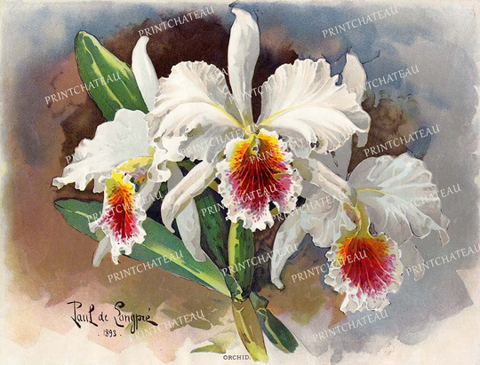 White Orchids By Paul De Longpre Giclee New Print From Vintage 1893 Tropical Flowers Cottage Chic Great For Framing Printchateau