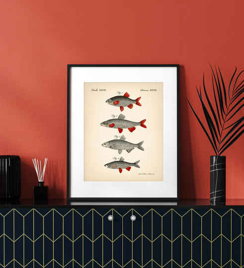8x10'' Vintage Fish Print Poster Vintage Art Decor Antique Book Page Red Nautical Marine Coastal Beach Ocean Sea Kitchen Bathroom