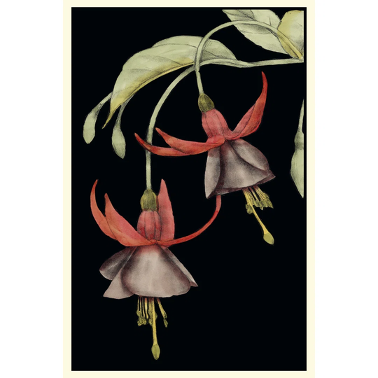 Graphic Fuchsia V by Jennifer Goldberger - Wrapped Canvas Graphic Art